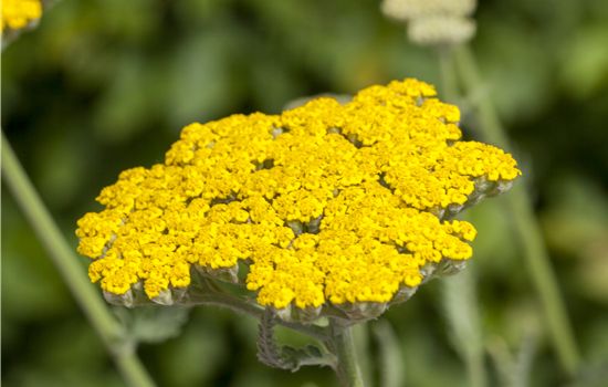 Achillea filipendulina 'Summer Gold' Achillea filipendulina 'Summer Gold'