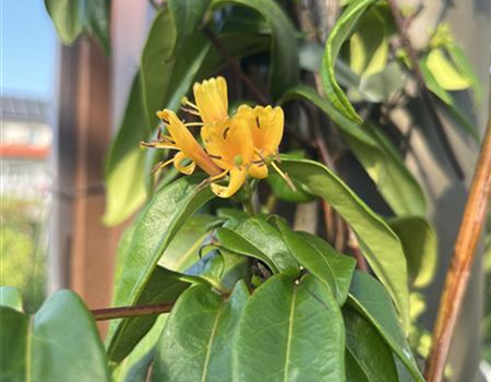 Lonicera 'Copper Beauty' Lonicera 'Copper Beauty'