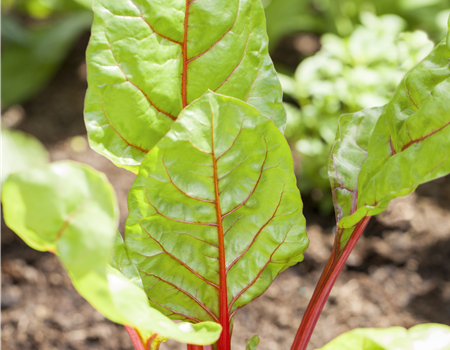 Beta vulgaris subsp. Vulgaris