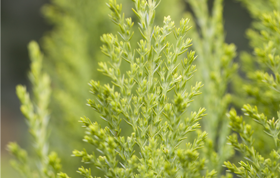 Chamaecyparis l. 'Ellwood's Empire'