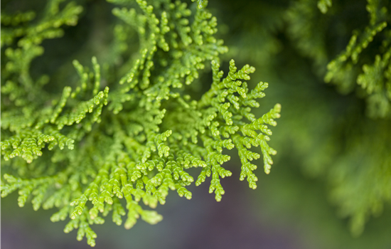 Chamaecyparis obt. 'Nana Gracilis'