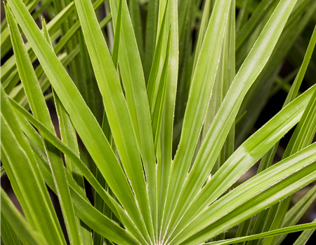 Chamaerops fortunei (syn. Trachycarpus) Chamaerops fortunei (syn. Trachycarpus)