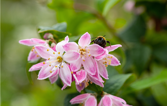 Deutzia 'Strawberry Fields'