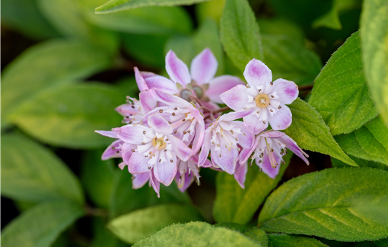 Deutzia mag. 'Tourbillion Rouge'