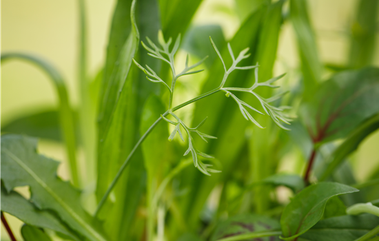 Foeniculum vulgare 'Tagete'