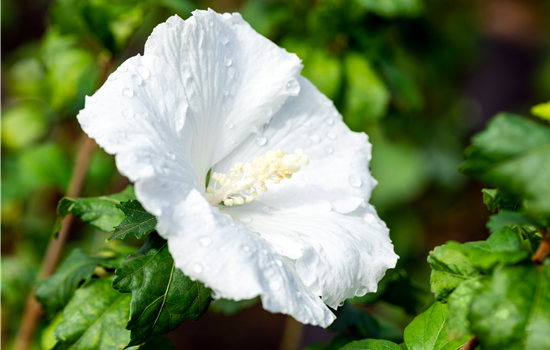 Hibiscus syr. 'Diana'