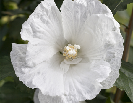 Hibiscus syr. 'Flower Tower White'
