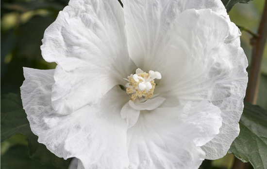 Hibiscus syr. 'Flower Tower White'