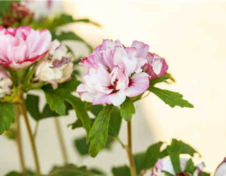 Hibiscus syr. 'Miss Silvia'