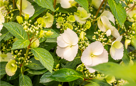 Hydrangea mac.a 'Runaway Bride' Hydrangea mac.a 'Runaway Bride'