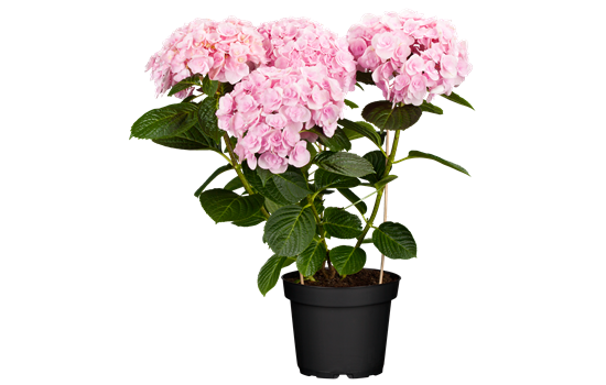 Hydrangea macr. 'Love' Hydrangea macr. 'Love'