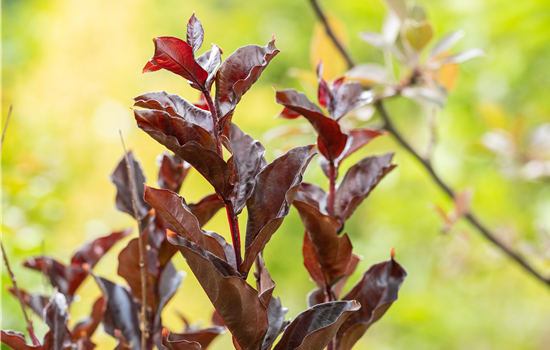Lagerstroemia 'Black Diamond Best Red' Lagerstroemia 'Black Diamond Best Red'