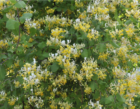 Lonicera japonica 'Hall's Prolific'
