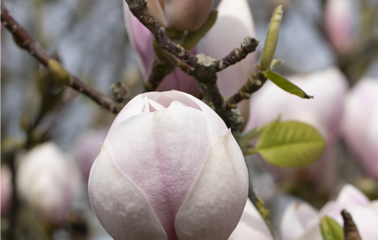 Magnolia soulangeana