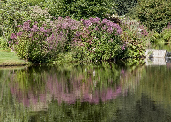 Natürliche Algenbekämpfung im Teich Natürliche Algenbekämpfung im Teich