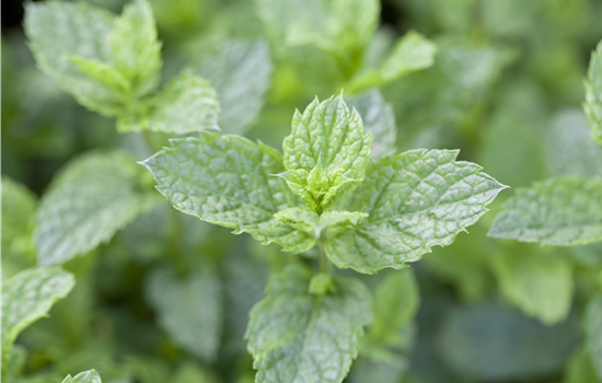 Mentha spicata 'Marokko'