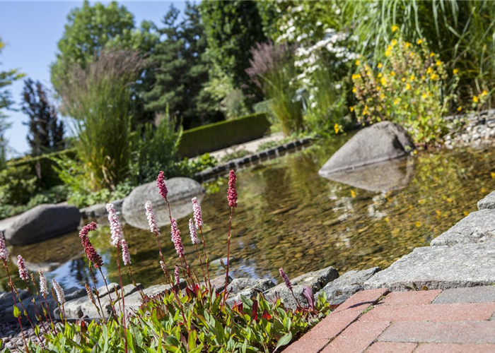 Der Wassergarten - Harmonie und Bewegung zugleich Der Wassergarten - Harmonie und Bewegung zugleich
