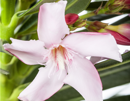 Nerium oleander Kübelpflanze Nerium oleander Kübelpflanze
