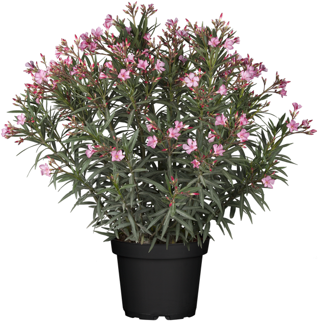 Nerium oleander Kübelpflanze