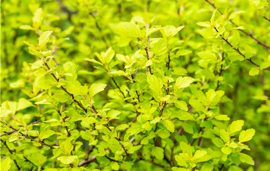 Physocarpus opulifol. 'Tiny Wine Gold'