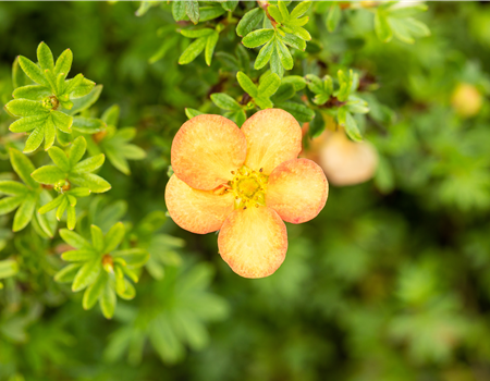 Potentilla frut. 'Marian Red Robin' Potentilla frut. 'Marian Red Robin'