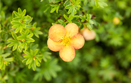 Potentilla frut. 'Marian Red Robin'