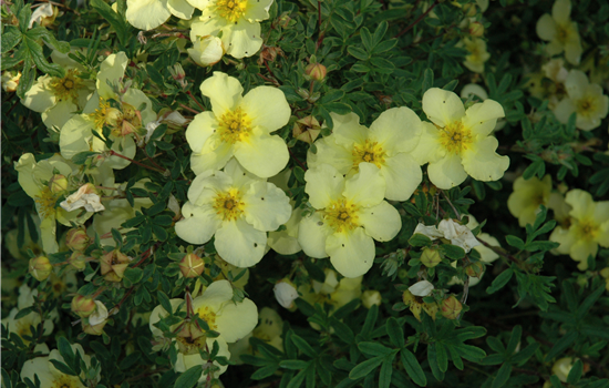Potentilla frut. 'Creme Brulee'