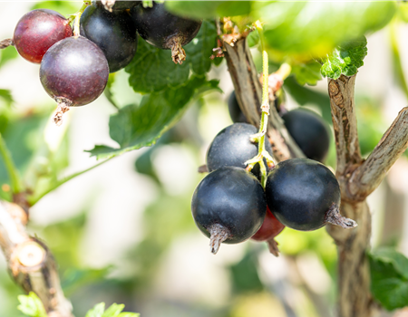 Ribes x nidigr. Jostabeere Ribes x nidigr. Jostabeere