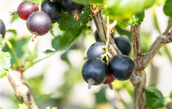 Ribes x nidigr. Jostabeere Ribes x nidigr. Jostabeere