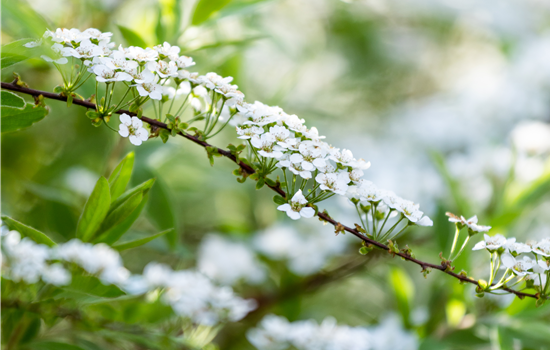 Spiraea arguta