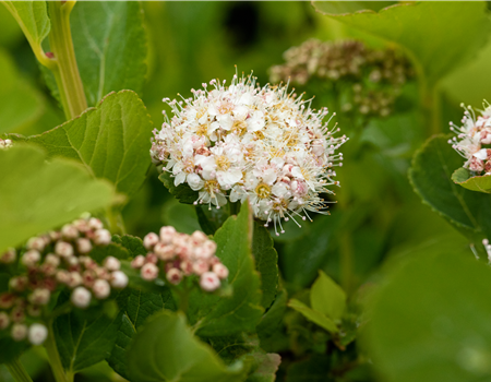Spiraea betulifolia 'Tor'