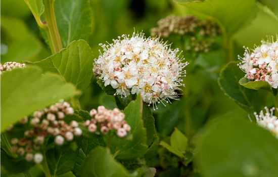Spiraea betulifolia 'Tor'