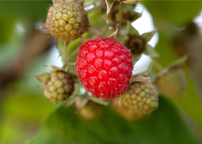 Wofür der Rasen nach dem Mähen noch gut ist Wofür der Rasen nach dem Mähen noch gut ist