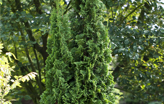 Thuja occ. 'Degroot Spire'