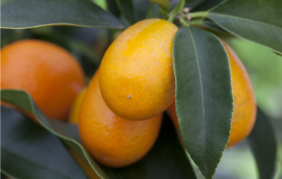 Citrus fortunella 'Kumquat' Kübelpflanze Citrus fortunella 'Kumquat' Kübelpflanze