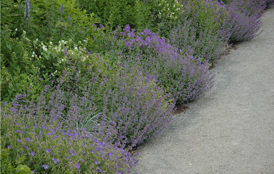 Clinopodium nepeta Clinopodium nepeta