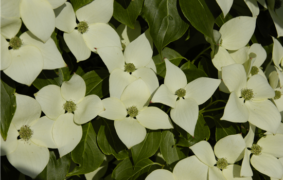 Cornus kousa 'Celestial Galaxy'