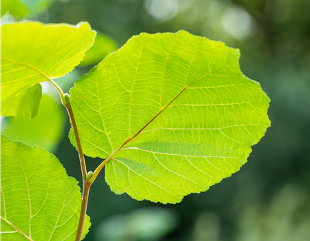 Corylus avellana 'Lombardii'