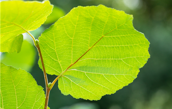 Corylus avellana 'Lombardii'