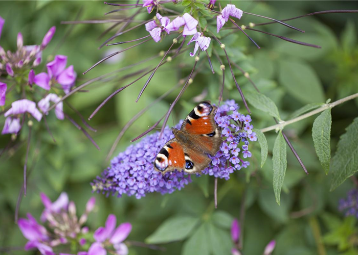 Schmetterlingsweide Buddleja
