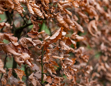 Carpinus betulus 'Orange Retz'