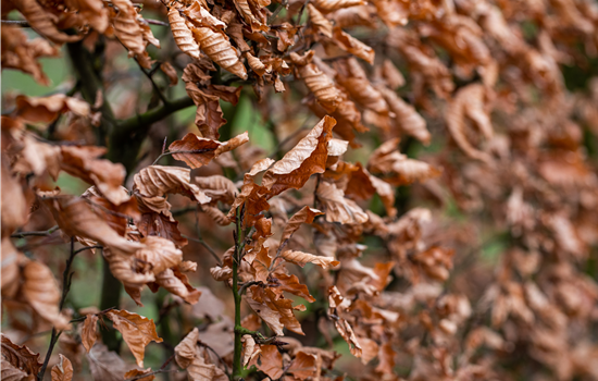 Carpinus betulus 'Orange Retz' Carpinus betulus 'Orange Retz'