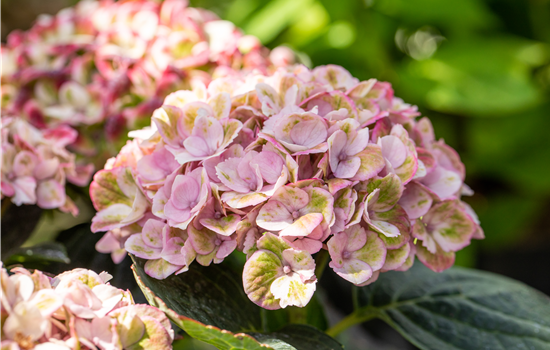 Hydrangea mac. 'Magical' Hydrangea mac. 'Magical'