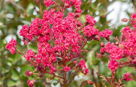 Lagerstroemia 'Dynamite' Lagerstroemia 'Dynamite'