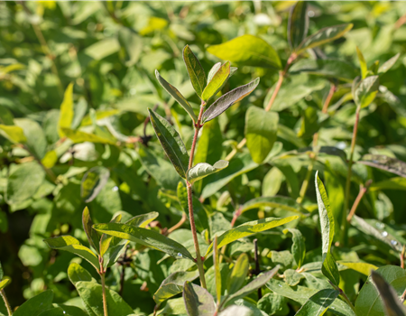 Lonicera kam. 'Eisbär