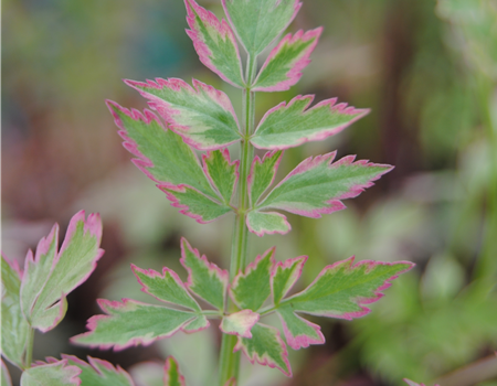 Oenanthe fistulosa 'Flamingo'