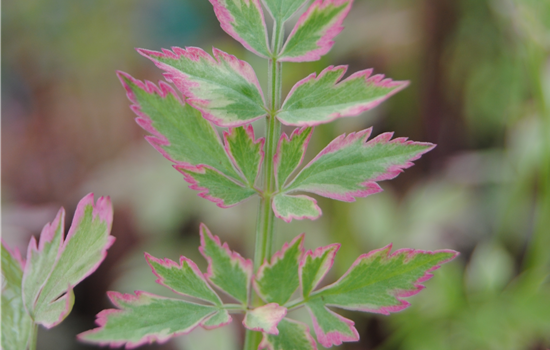Oenanthe fistulosa 'Flamingo'