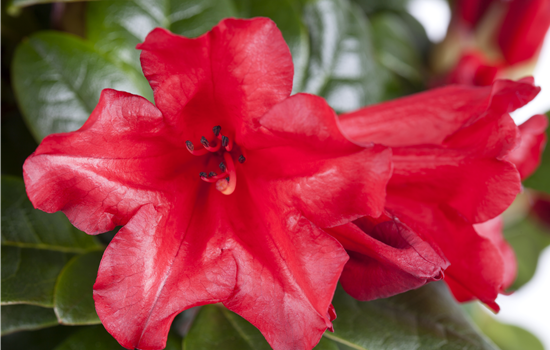 Rhododendron rep. 'Scarlet Wonder'
