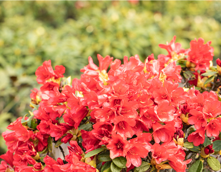 Rhododendron repens 'Baden Baden'