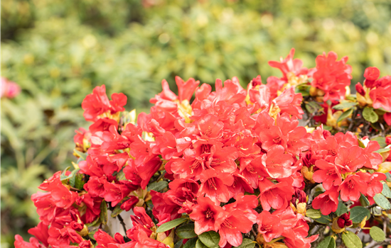 Rhododendron repens 'Baden Baden'